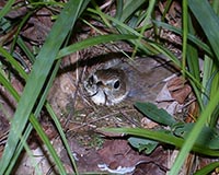 Hermit Thrush